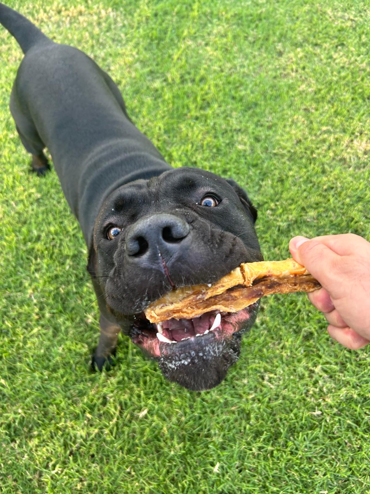 Argos, the Bark Bites Cane Corso, with a treat