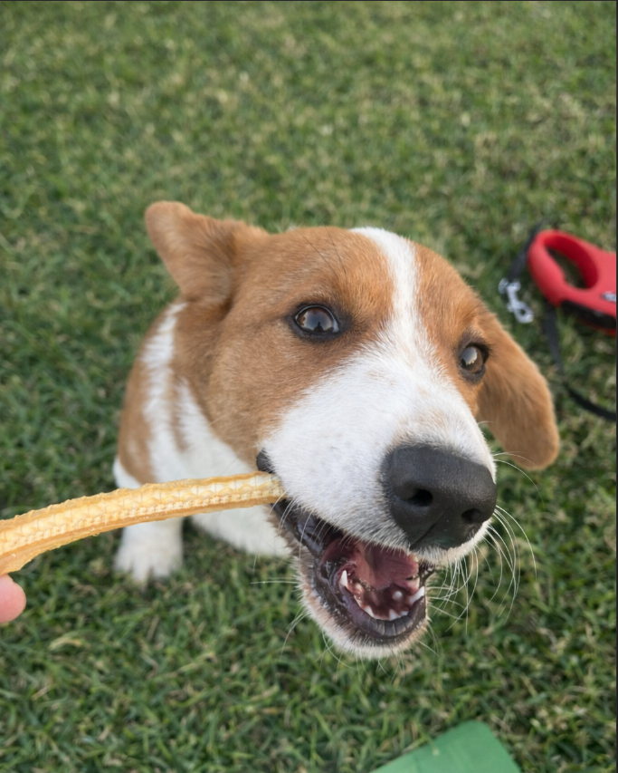 Corgi enjoying Bark Bites shark cartilage