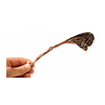 Kangaroo Tendon