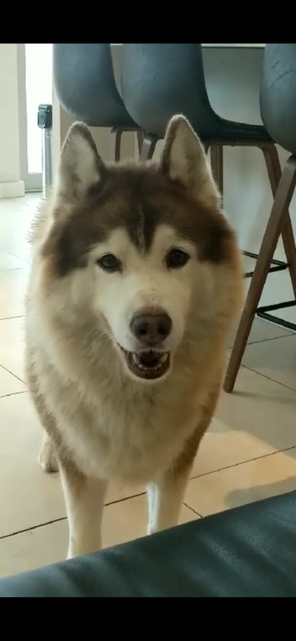 Zeus, our Husky — the dog that started it all